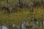 Horned bladderwort